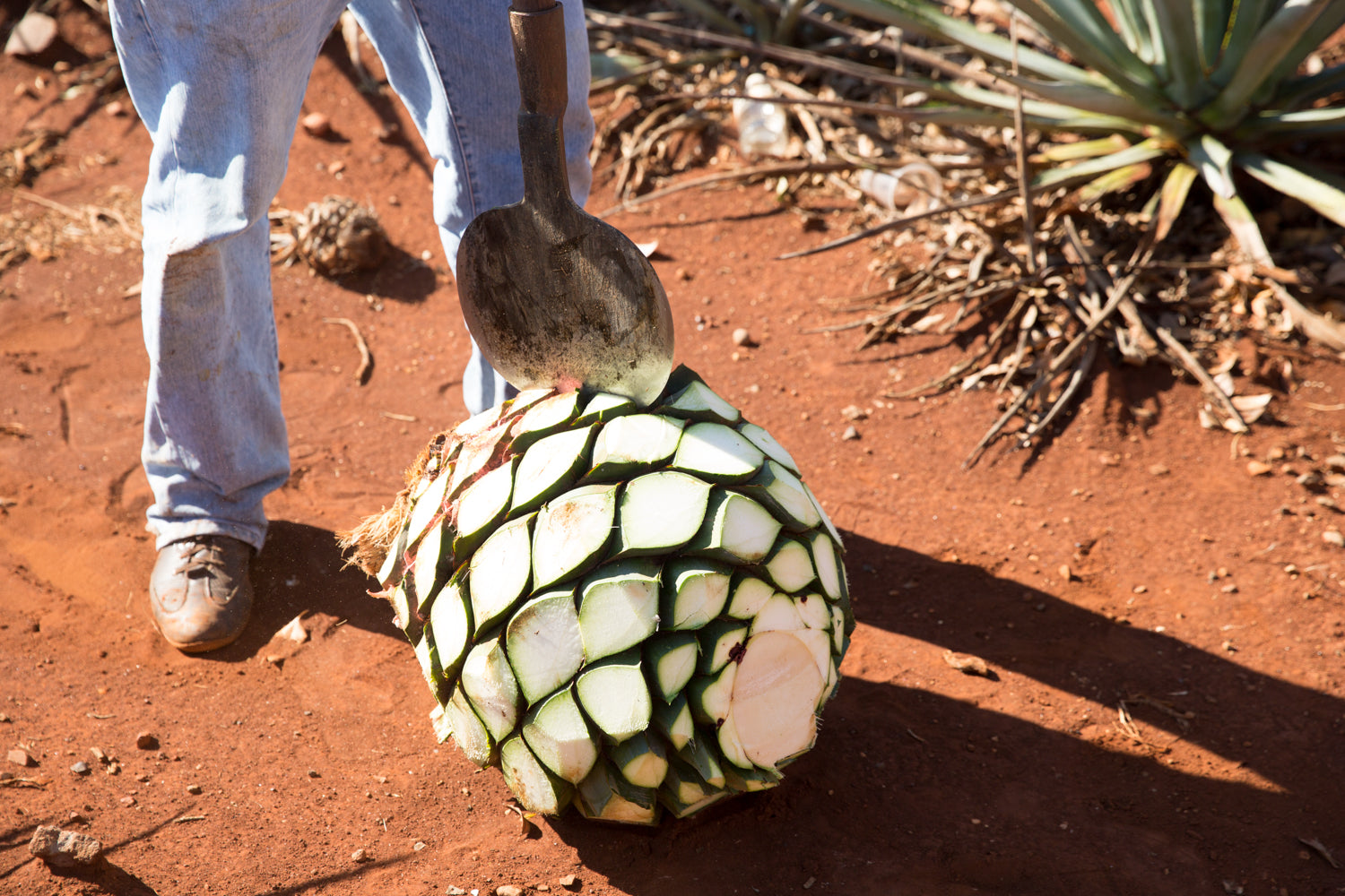 The Rule to Live By: Always Drink 100% Blue Agave Tequila