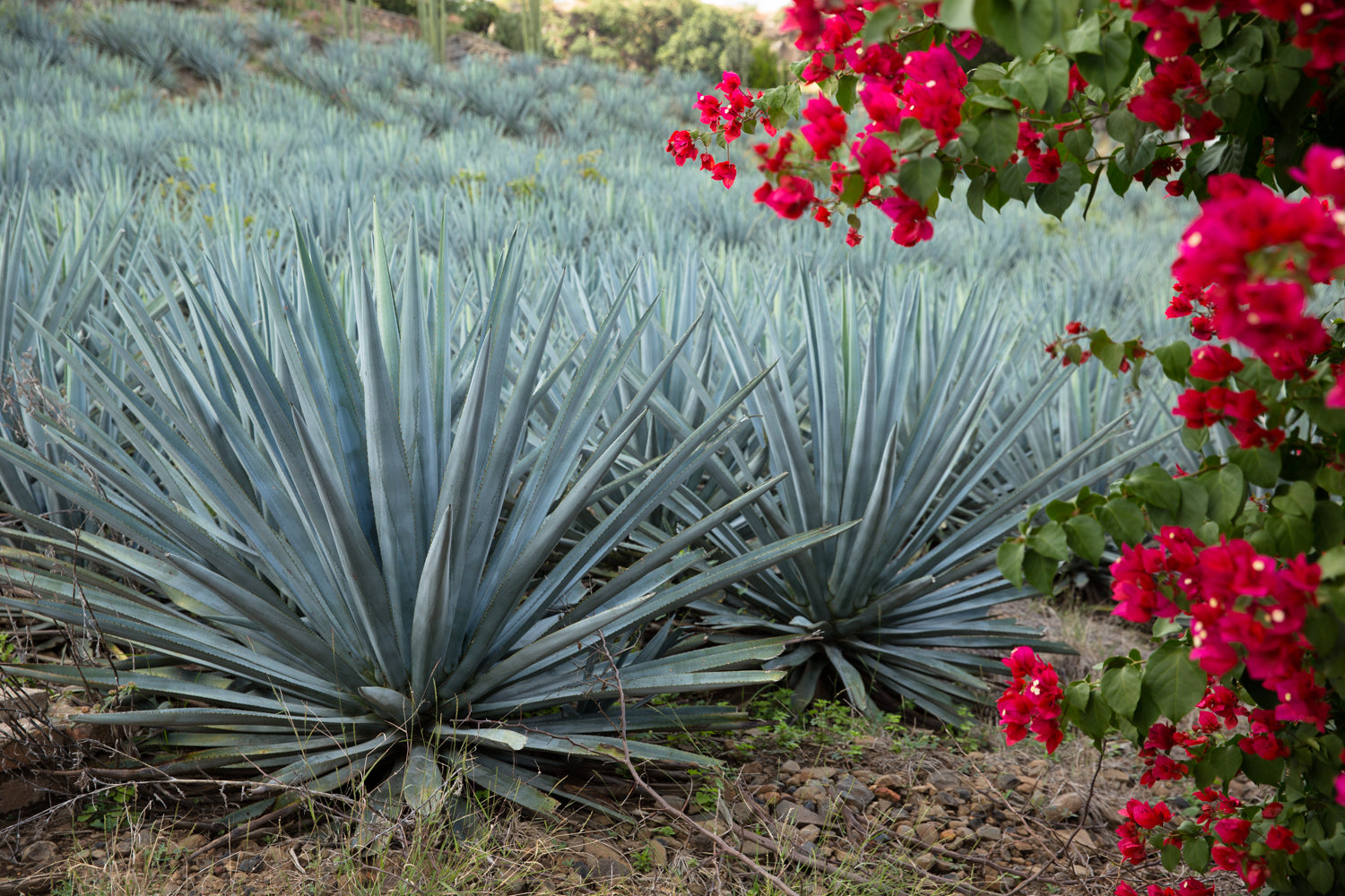 Blue Agave
