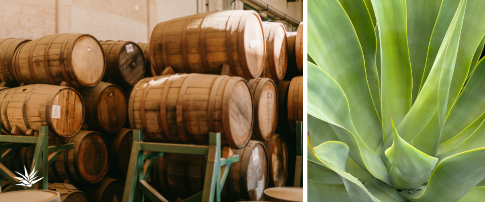 agave and barrels on wooden cart