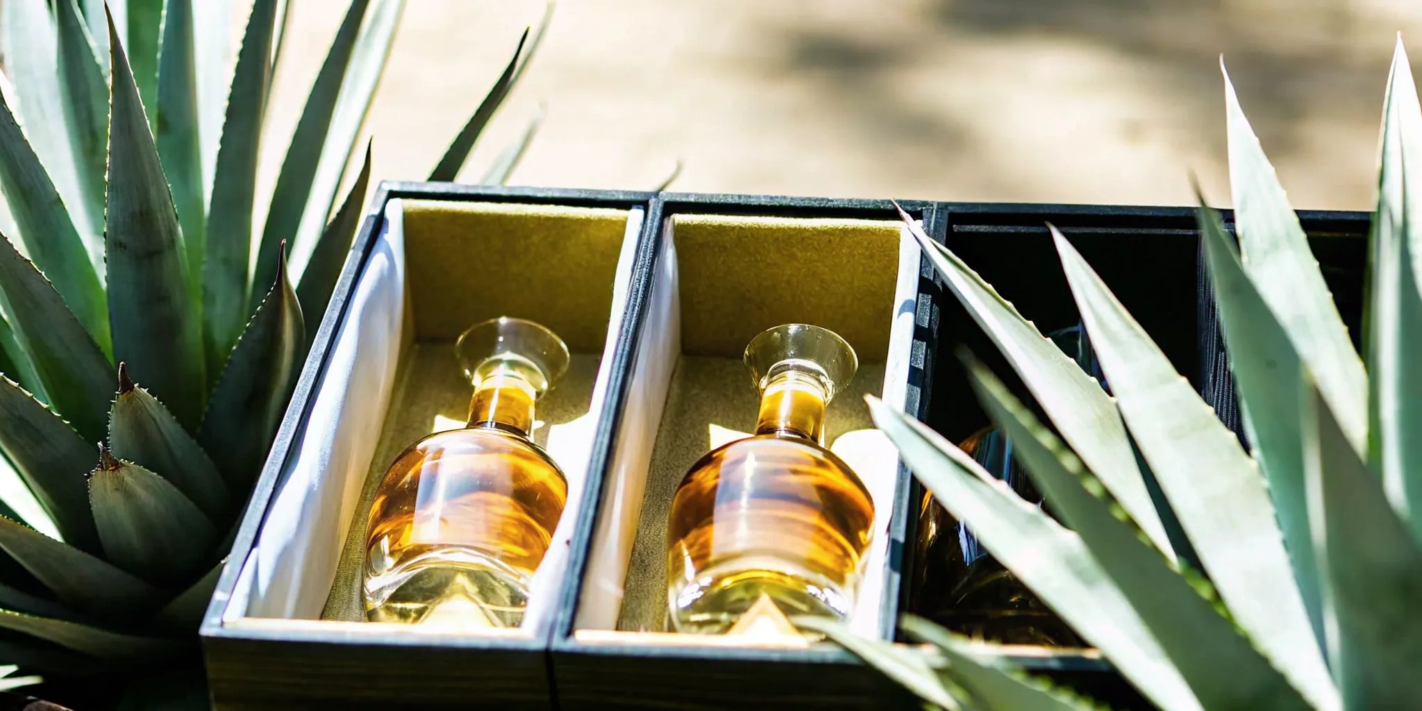 Elegant tequila gift bottles with tasting glasses and agave