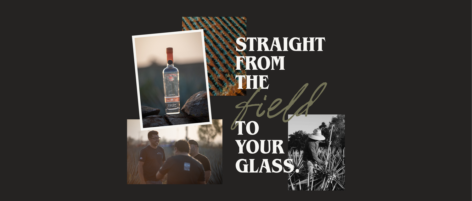 Discover the Heart of Compoveda Tequila: A Journey from Fields to Bottle