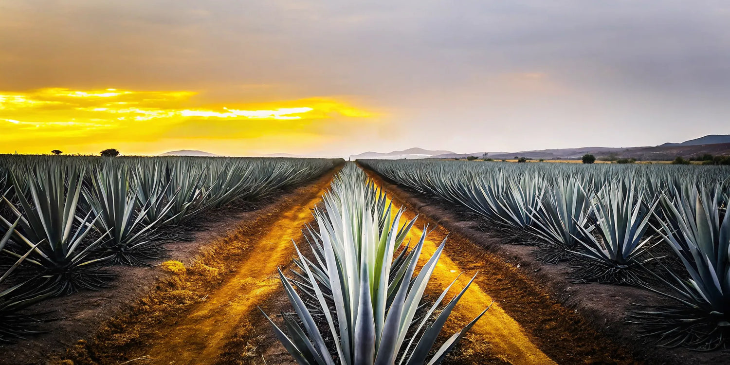 Single estate tequila agave field in Jalisco at golden hour