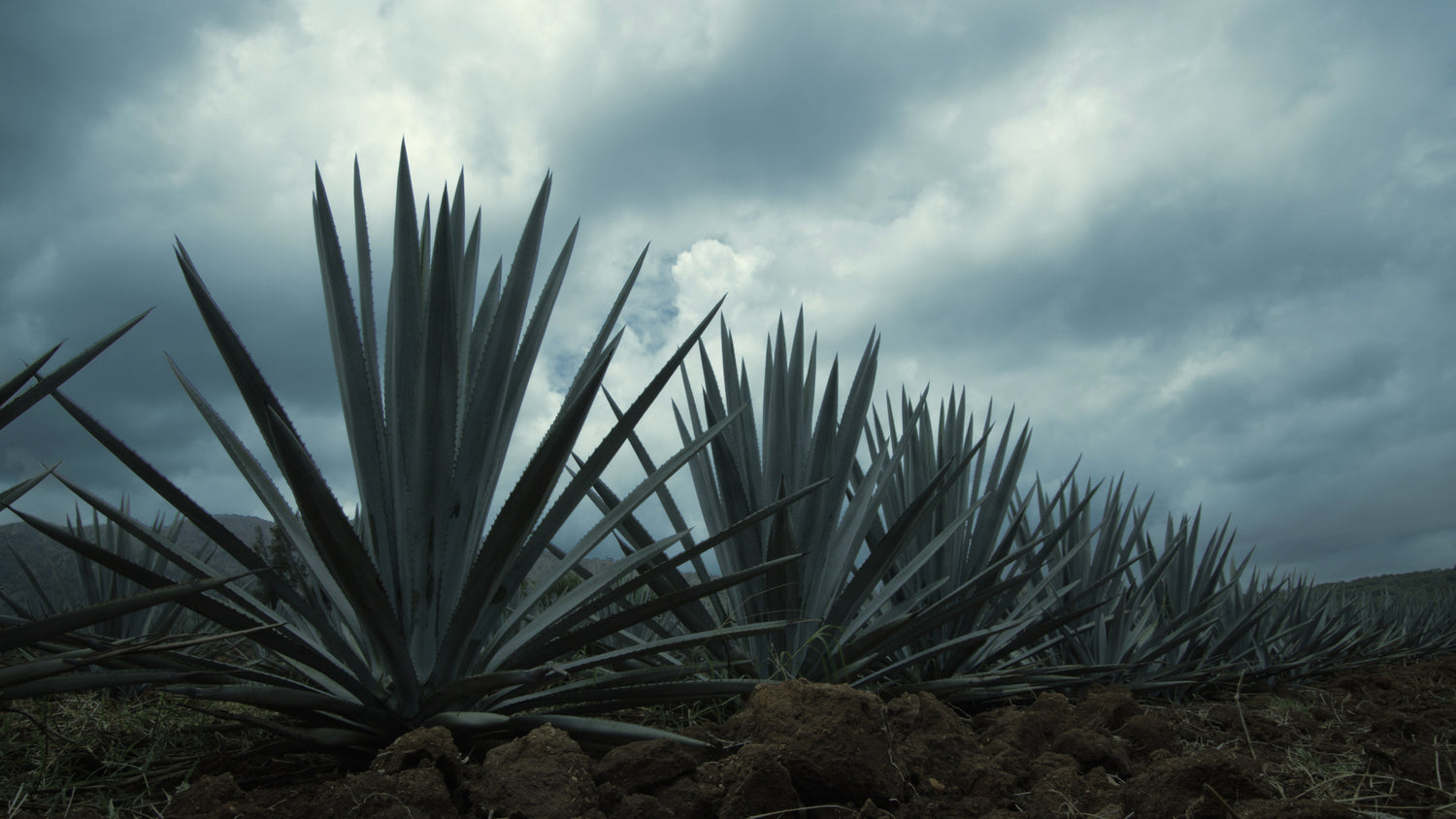 Tequila in the news