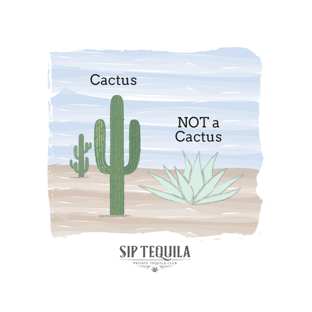 Does Tequila Come From Cactus? Agave vs Cactus Explained | Sip Tequila
