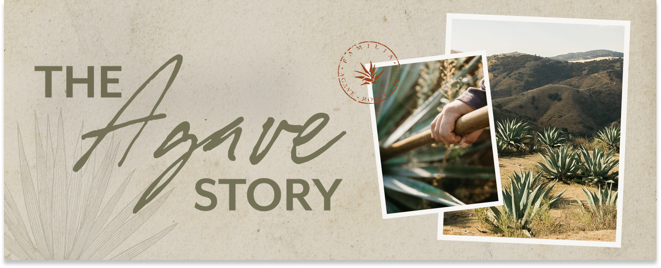 Why Agave Is One of the Most Sustainable Crops on Earth