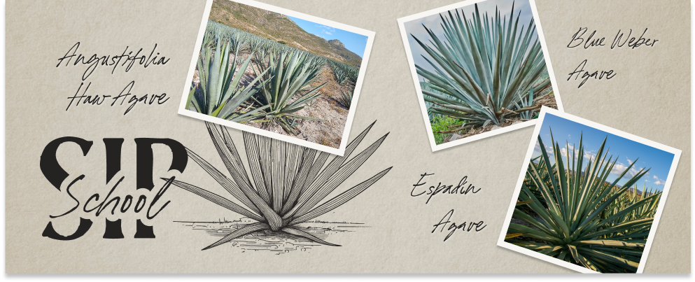 Sip School: Talk Agave To Me