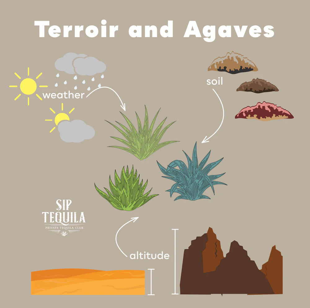 Terroir, Agaves, and Tequila