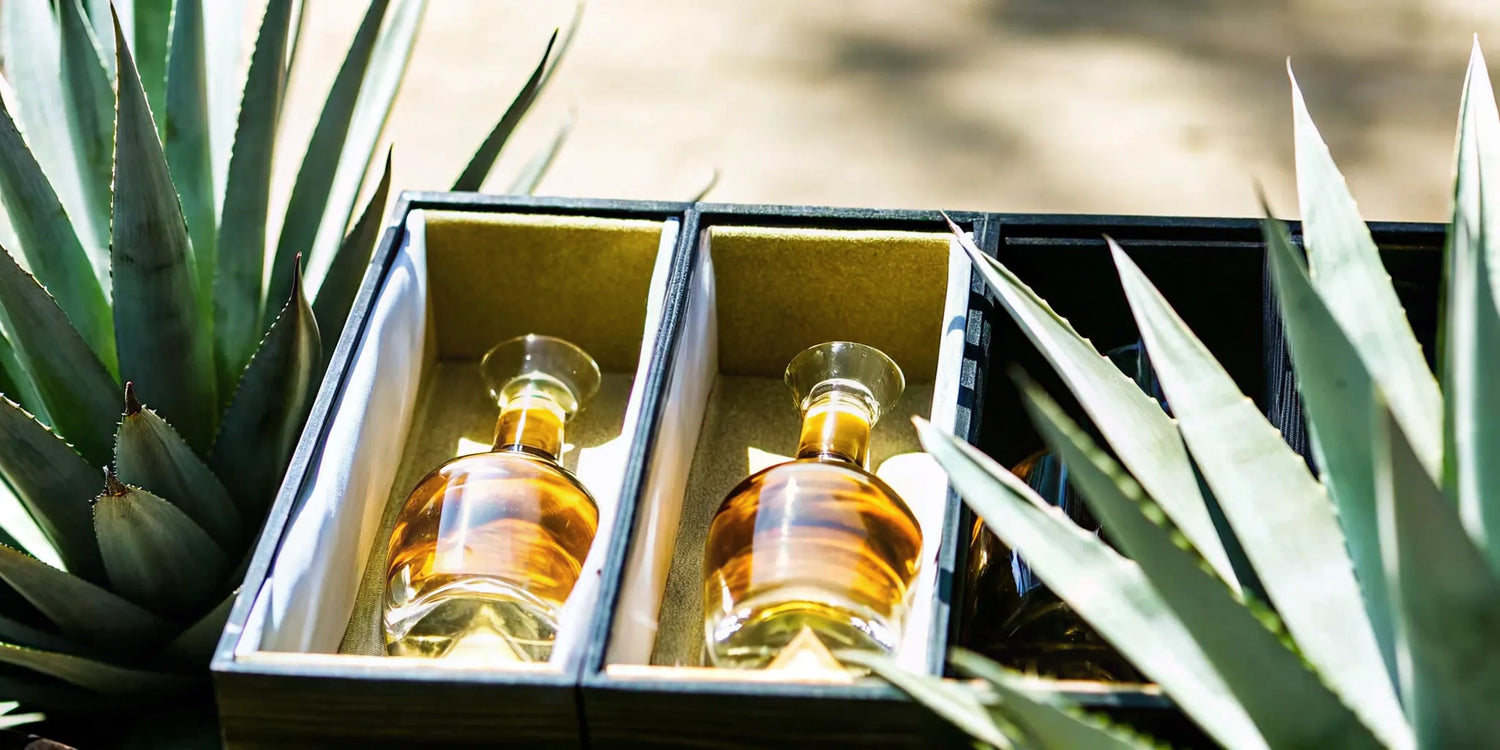 Elegant tequila gift bottles with tasting glasses and agave