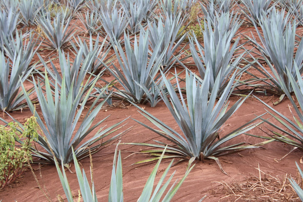 Agave Soil Differences: Highlands vs Valley for Tequila | Sip Tequila