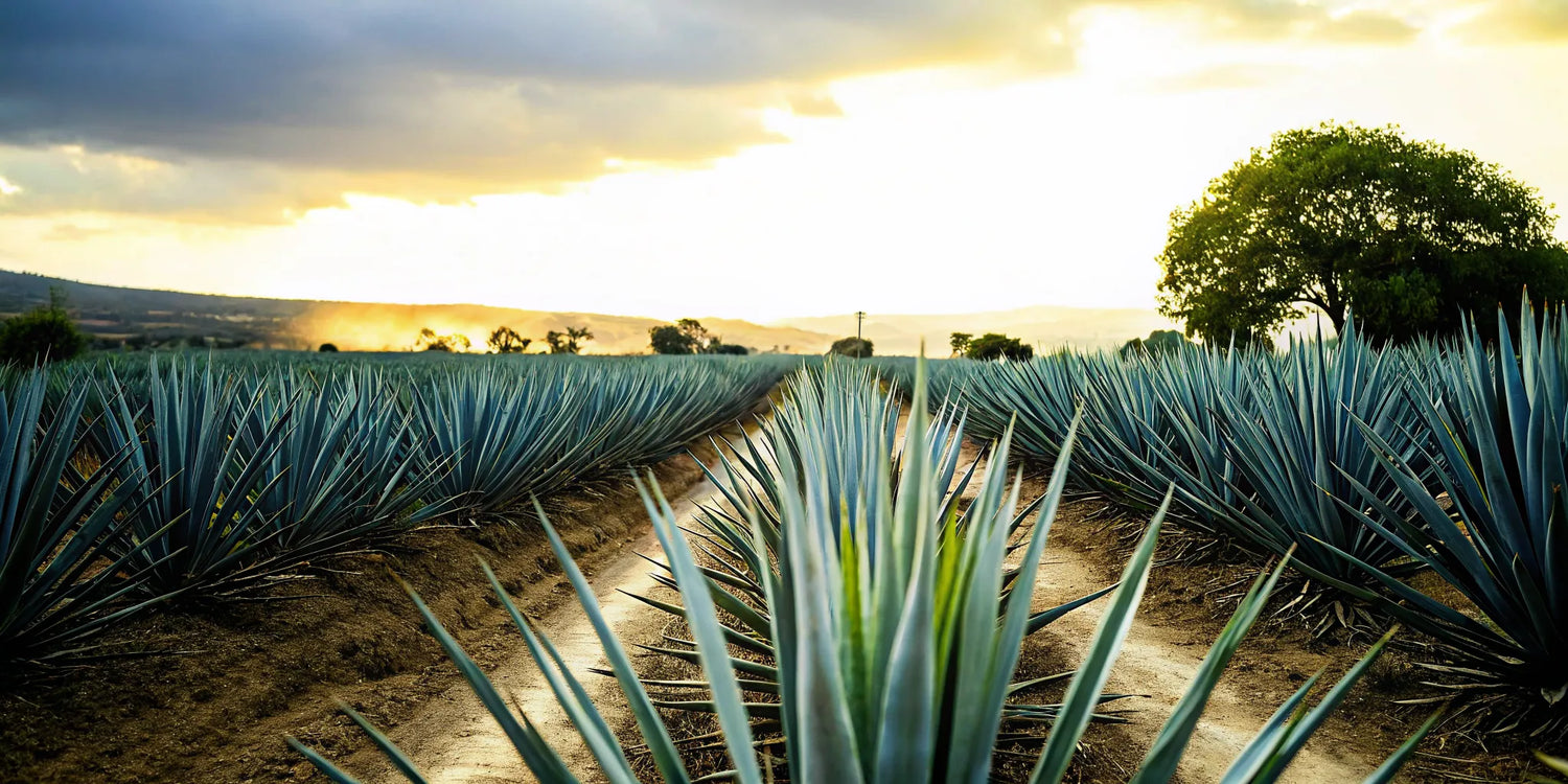 Sunlit blue Weber agave field in Jalisco, Mexico at golden hour