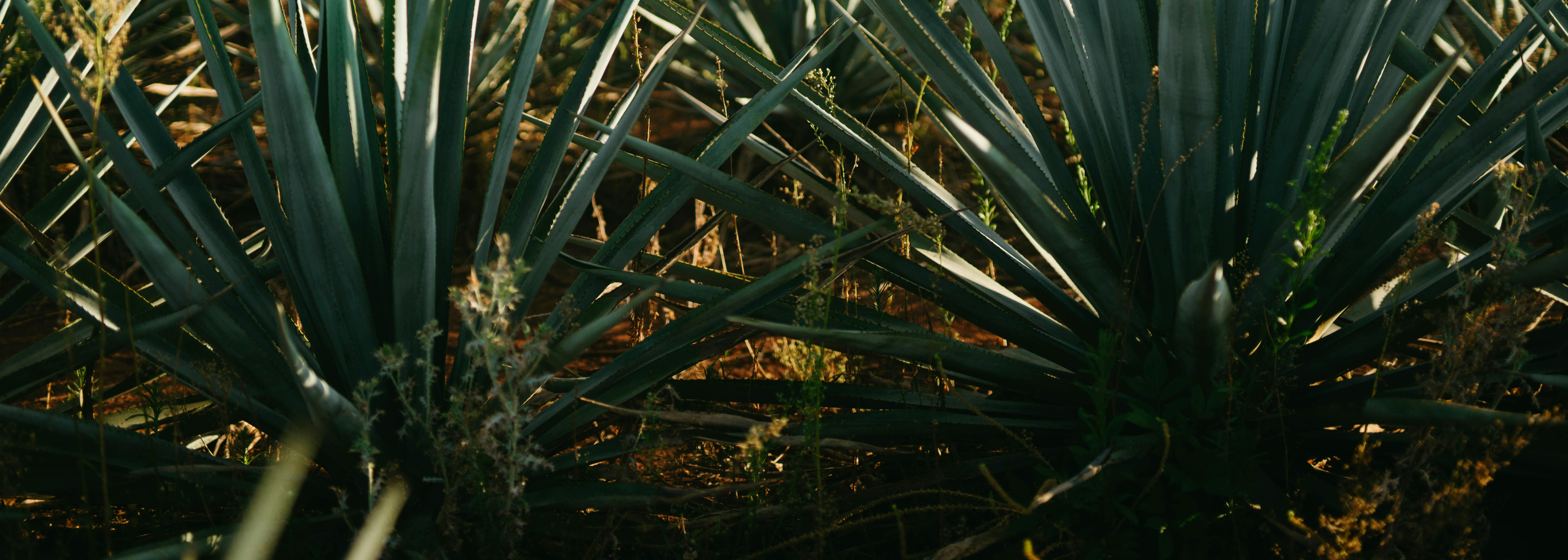 Site_Hero_Background