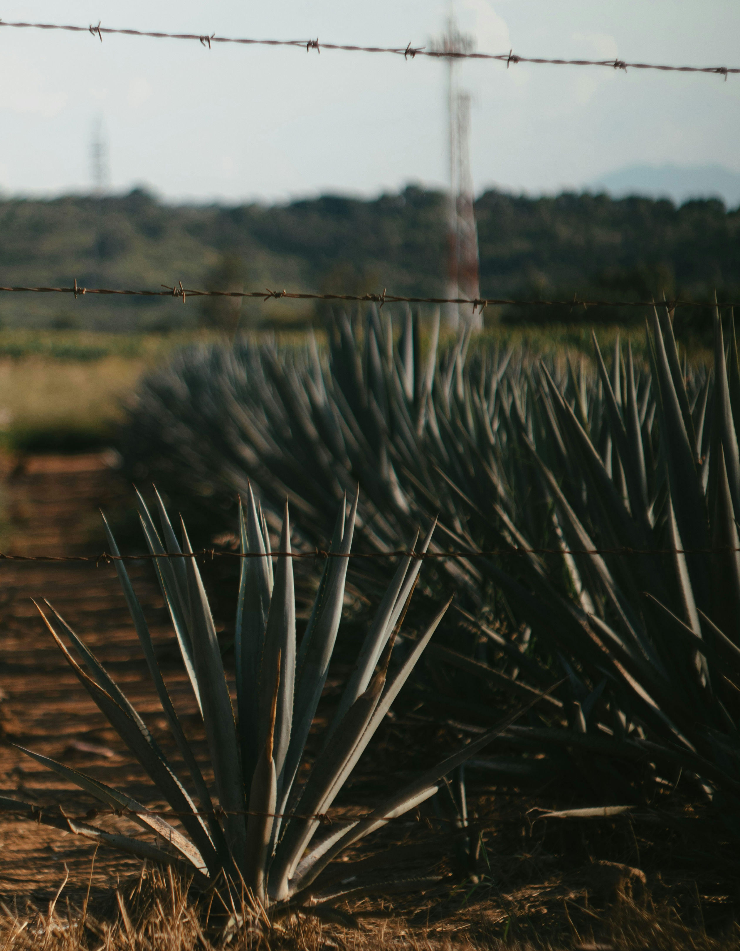 cesar-cabrera-HGOJvC6Ax60-unsplash_1_1