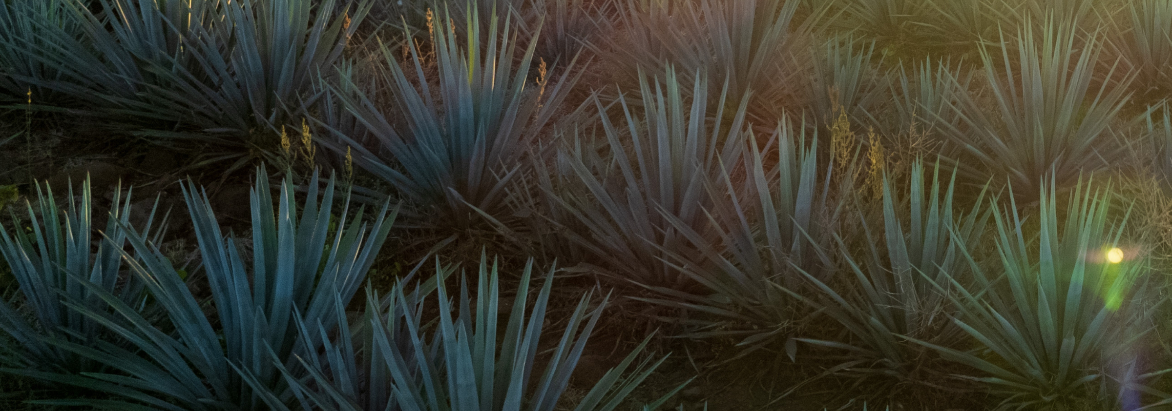 Blue agave fields at dusk in Jalisco, Mexico