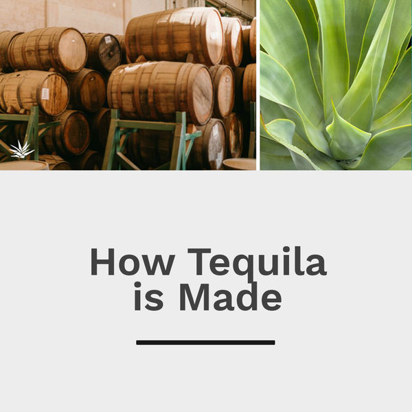 Guide to Tequila Fruit Flavors Sip Tequila